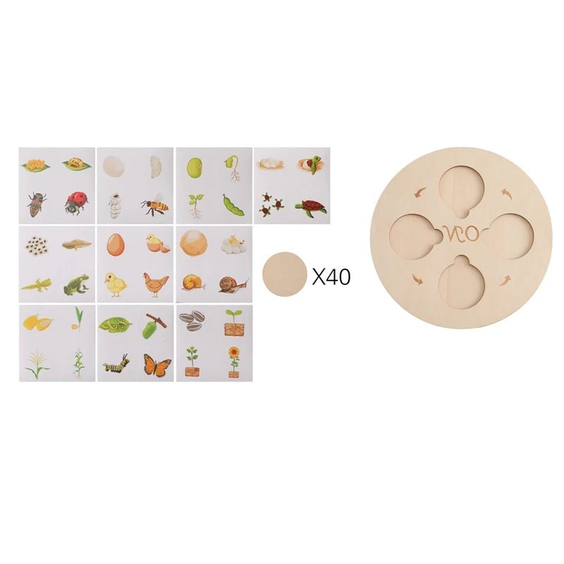 Plateau Montessori Cycle de Vie – Jeu Éducatif Biologie & Sciences dès 3 Ans - jouetsbebe.com