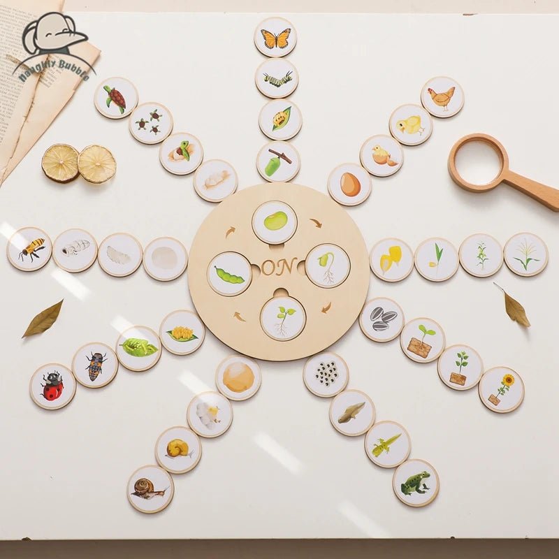 Plateau Montessori Cycle de Vie – Jeu Éducatif Biologie & Sciences dès 3 Ans - jouetsbebe.com